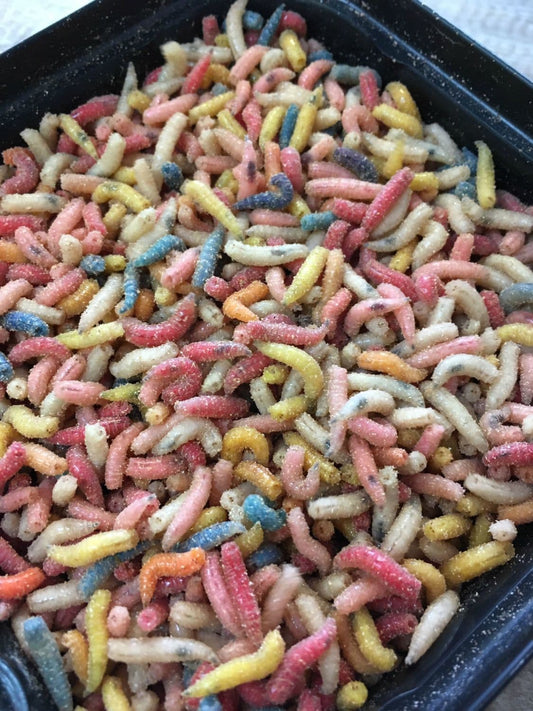 Mixed Maggots