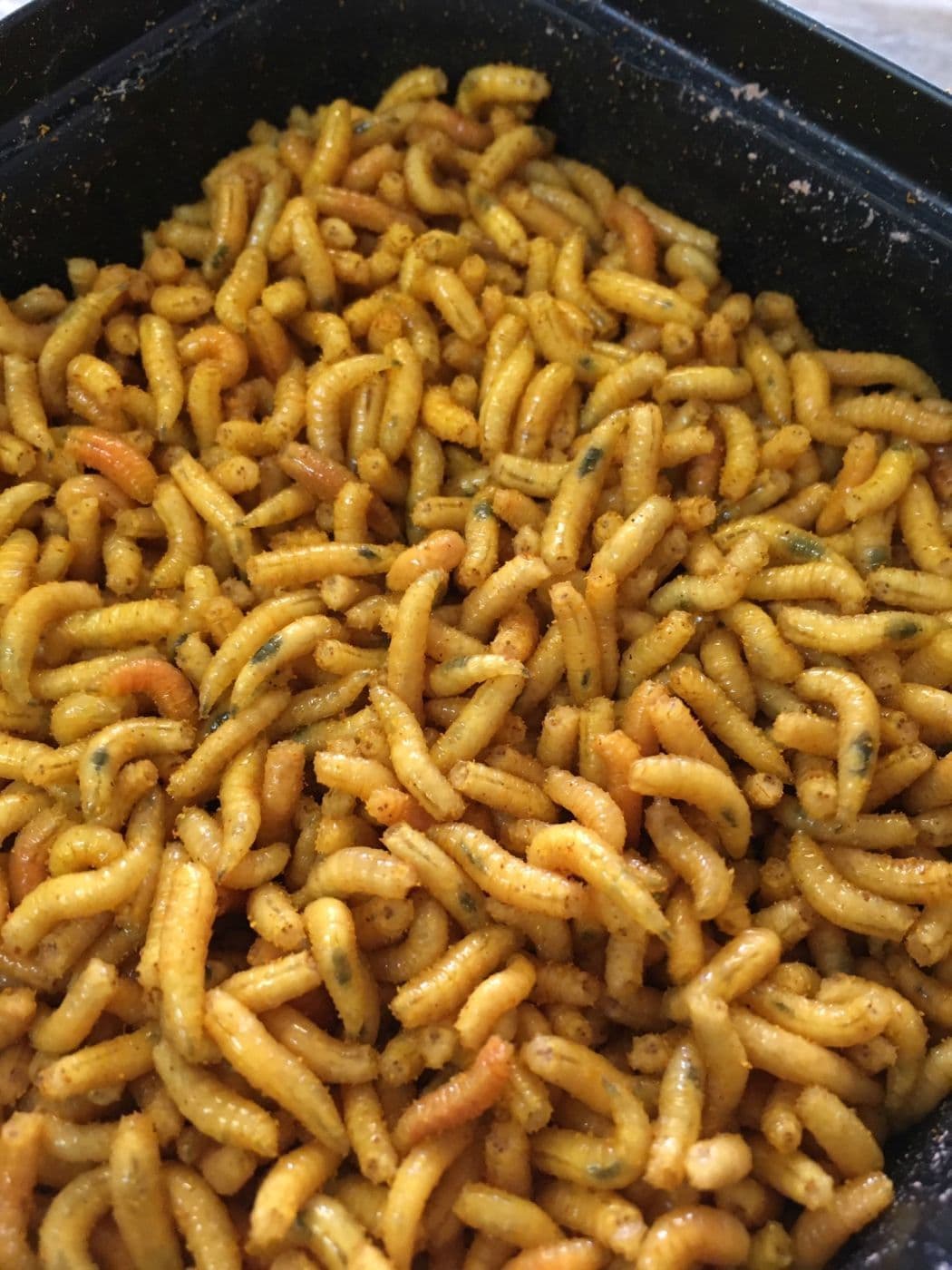 Bronze Maggots