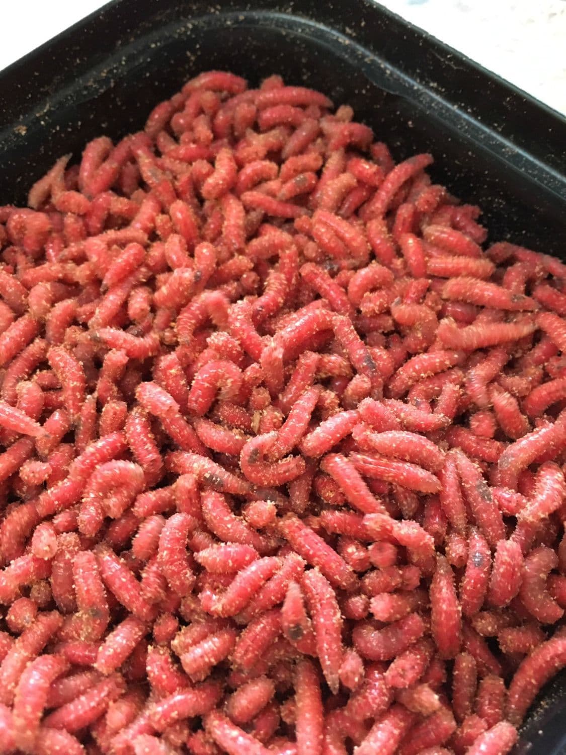 Red Maggots
