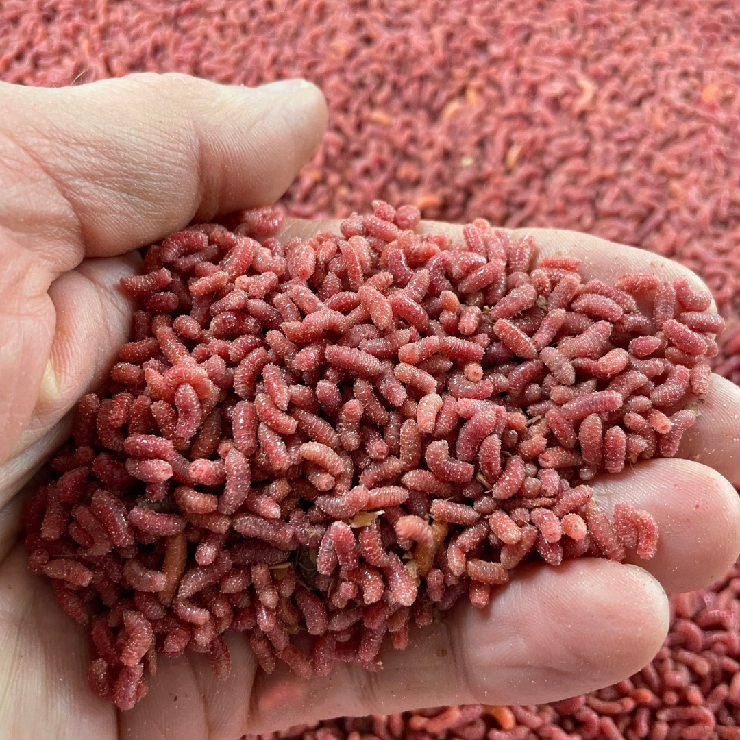 Pinkies