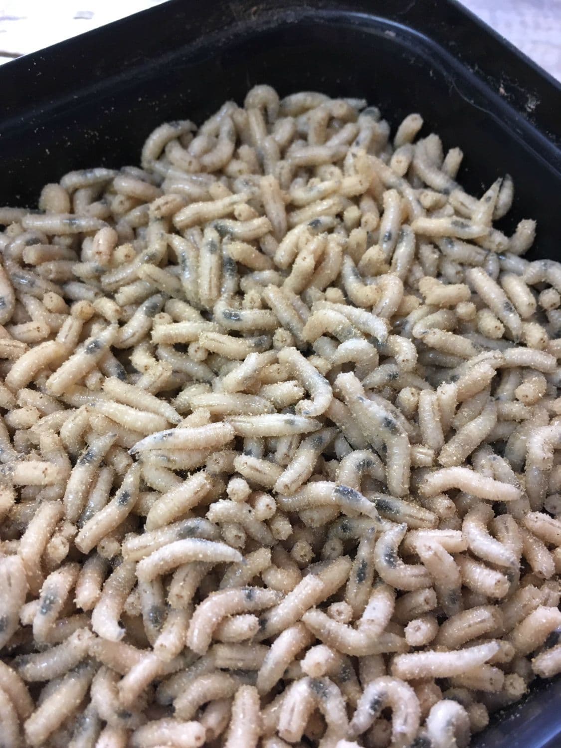 White Maggots
