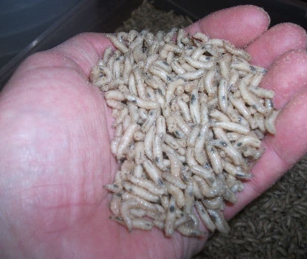 Maggots