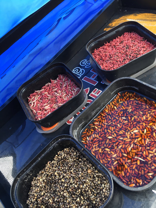 Fishing sdie tray showing a selection of maggots squats and caster fishing baits