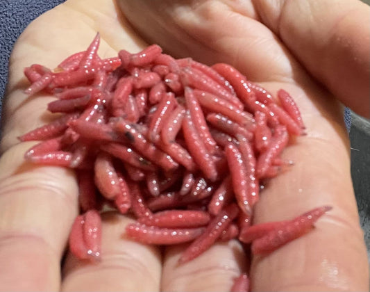 Dead Red Maggots