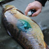 Gardner Intensive Carp Care Spray
