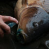 Gardner Intensive Carp Care Spray