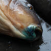 Gardner Intensive Carp Care Spray