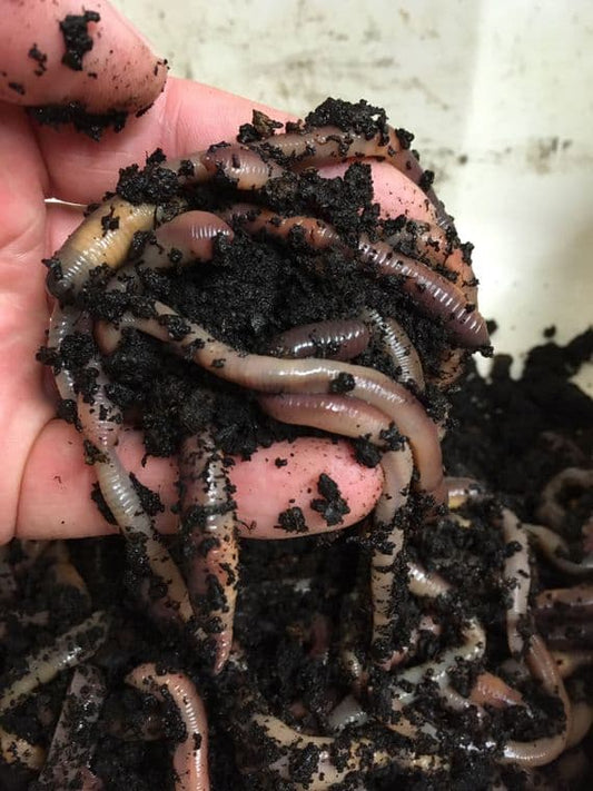Lob Worms