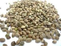Soar Baits Dry Hemp Seed