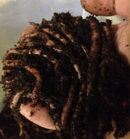 Worms
